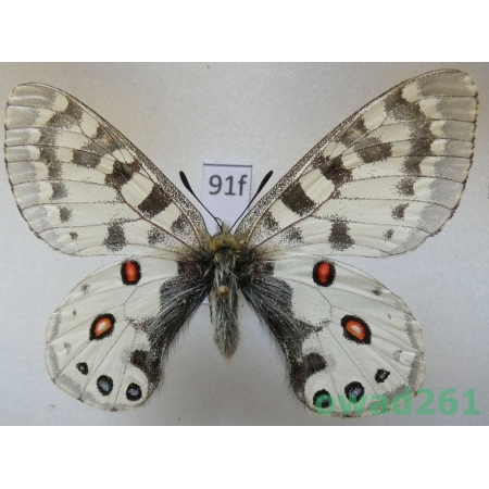 Parnassius orleans subsp. janseni Bang-Haas, 1938 China91f